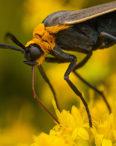 Yellow-collared Scape Moth