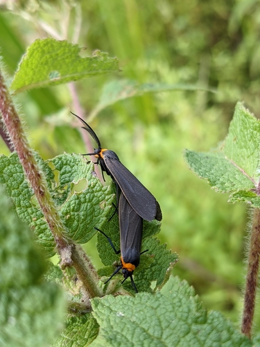 Yellow-collared Scape Moth