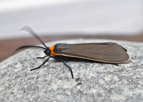 Yellow-collared Scape Moth