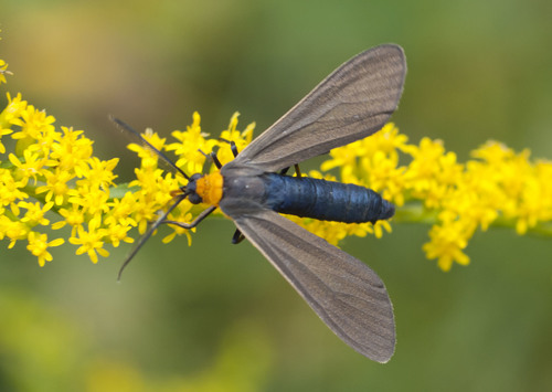 Yellow-collared Scape Moth