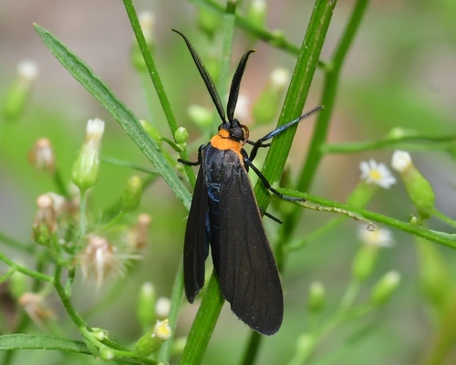 Yellow-collared Scape Moth
