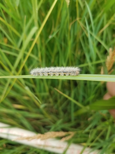 Yellow-collared Scape Moth