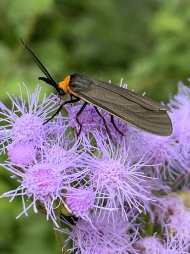 Yellow-collared Scape Moth