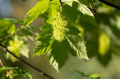 sycamore maple