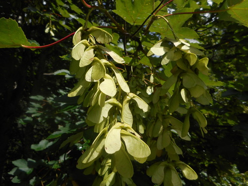 sycamore maple