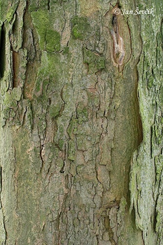 sycamore maple