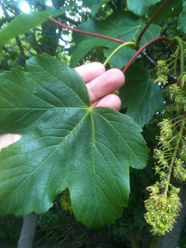 sycamore maple
