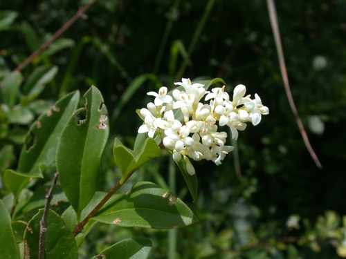 Common Privet