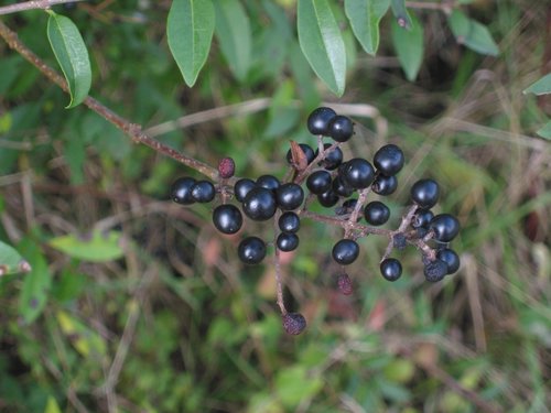 Common Privet