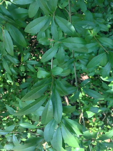 Common Privet