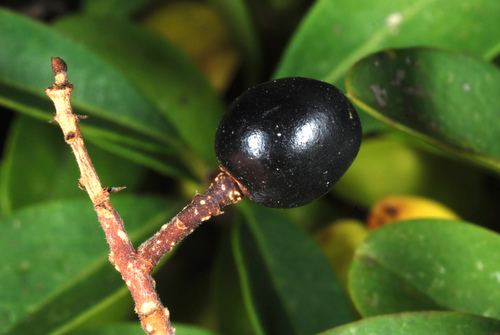 Common Privet