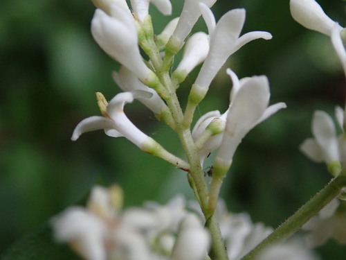 Common Privet