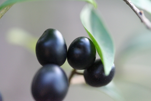 Common Privet