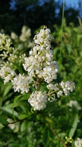 Common Privet