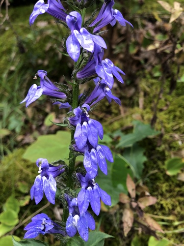 great blue lobelia