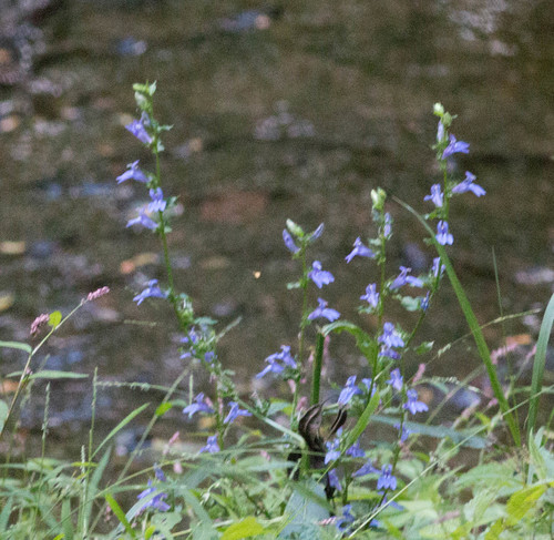 great blue lobelia
