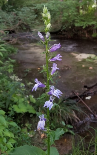 great blue lobelia