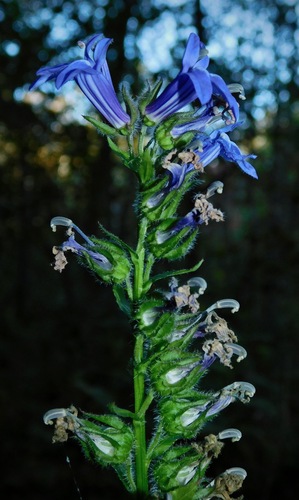 great blue lobelia
