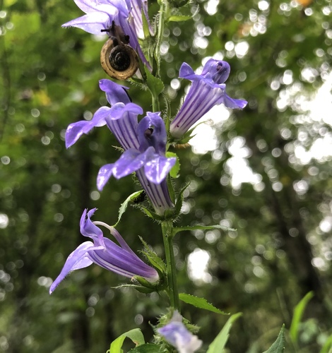 great blue lobelia