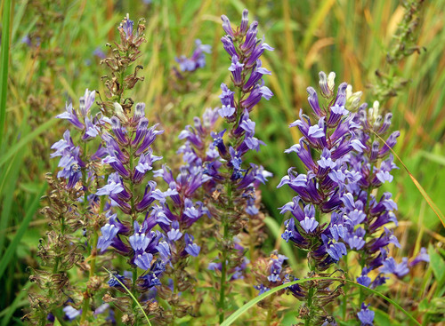 great blue lobelia