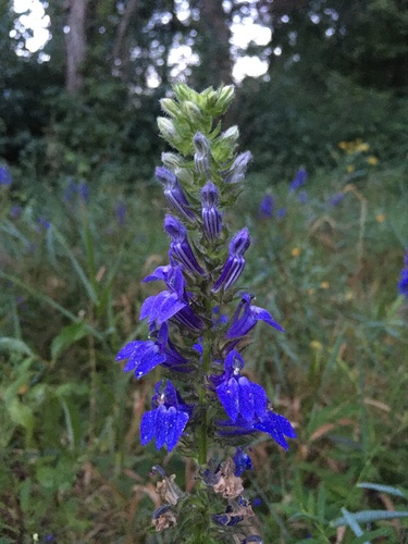 great blue lobelia
