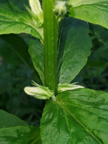 great blue lobelia