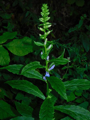 great blue lobelia