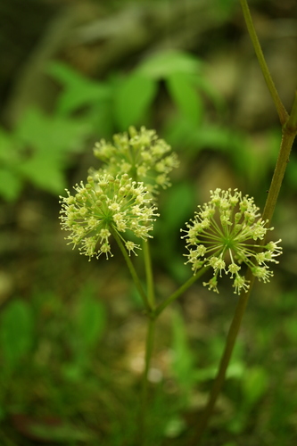 wild sarsaparilla