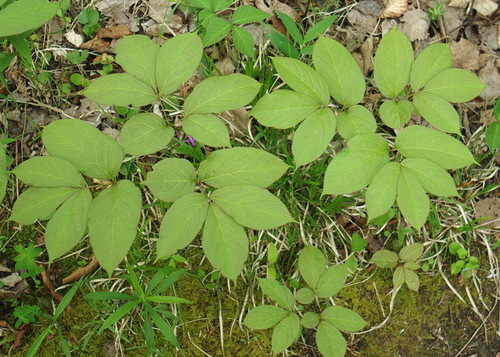 wild sarsaparilla