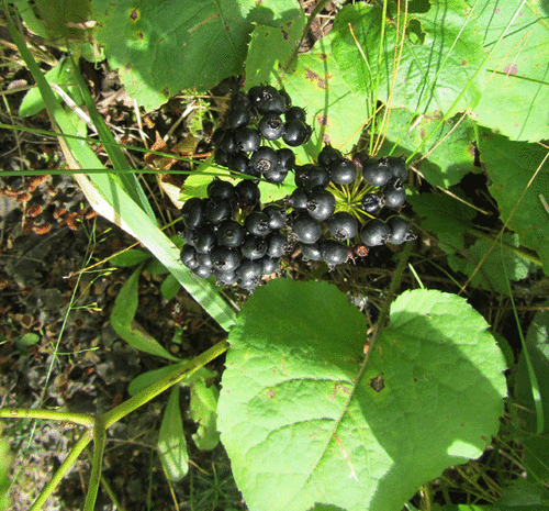 wild sarsaparilla