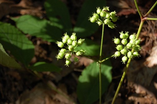 wild sarsaparilla