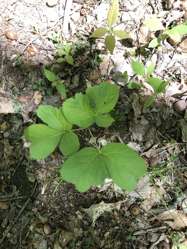 wild sarsaparilla