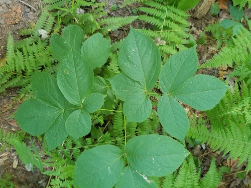 wild sarsaparilla