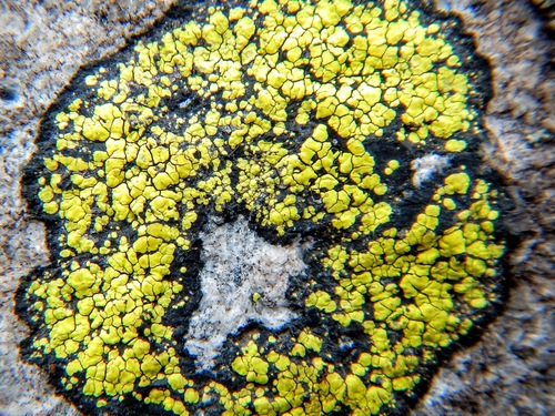 yellow map lichen