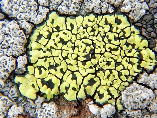 yellow map lichen