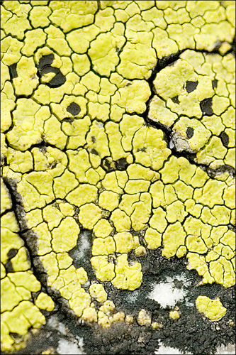 yellow map lichen