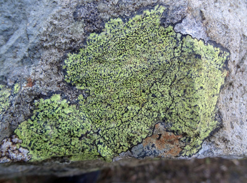 yellow map lichen