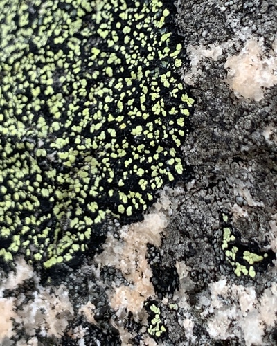 yellow map lichen