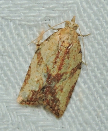 Light Brown Apple Moth