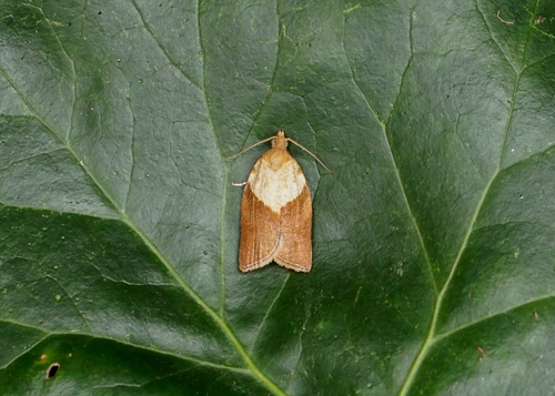 Light Brown Apple Moth