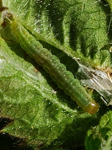 Light Brown Apple Moth