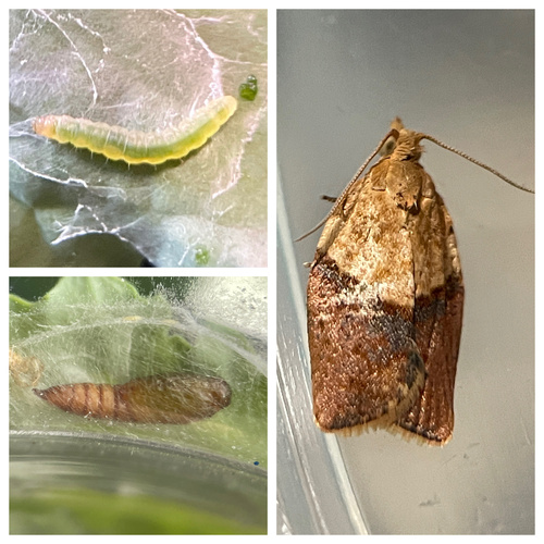 Light Brown Apple Moth