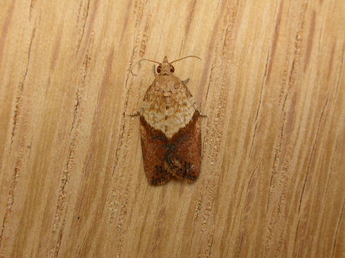 Light Brown Apple Moth