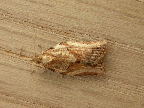 Light Brown Apple Moth