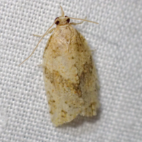 Light Brown Apple Moth