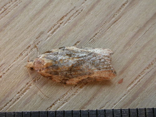 Light Brown Apple Moth