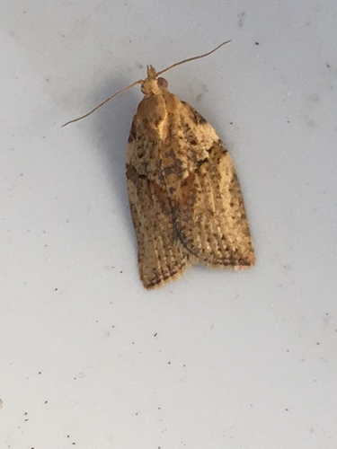 Light Brown Apple Moth