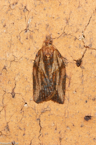 Light Brown Apple Moth