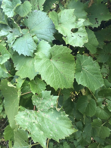 riverbank grape