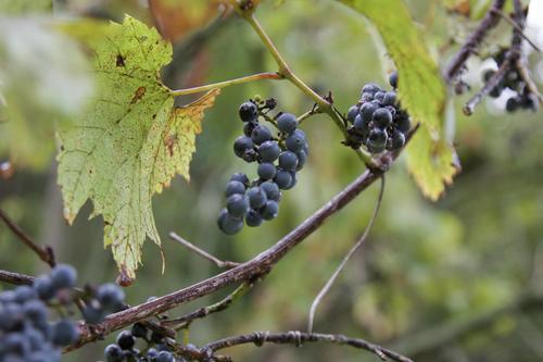 riverbank grape